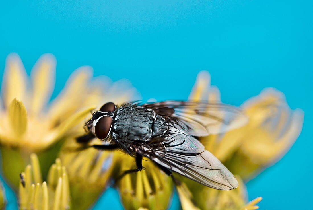 Bluebottle fly