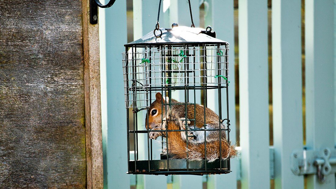 Grey squirrel inside a squirrel-proof bird feeder