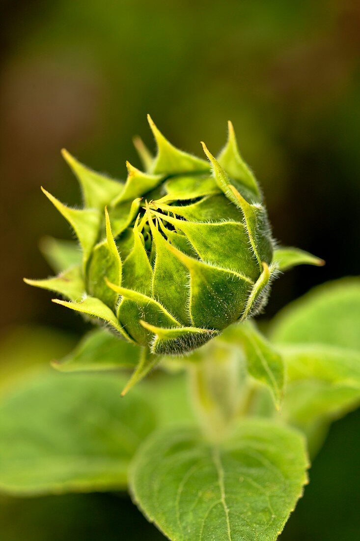 Helianthus sunflower bud
