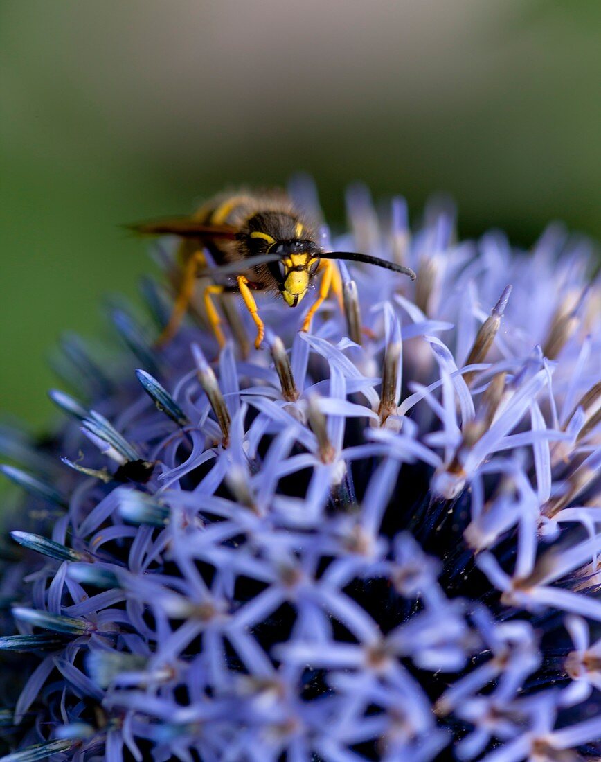 Common wasp on a globe thistle