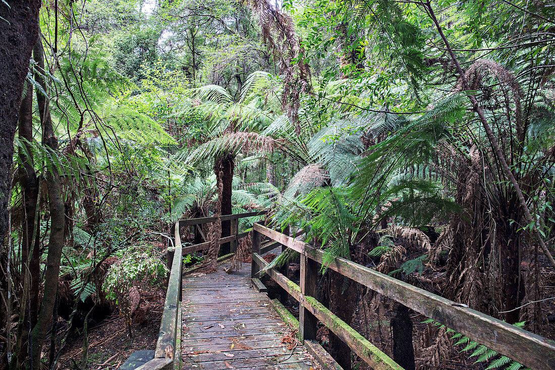 Rainforest boardwalk, Australia