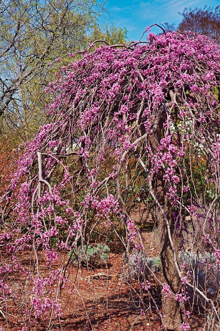 Weeping redbud (Cercis canadensis 'Lavender Twist') blossom