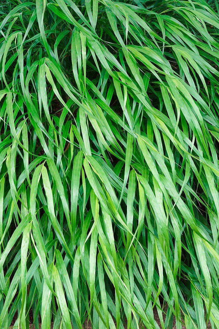 Japanese forest grass (Hakonechloa macra 'Beni-kaze')