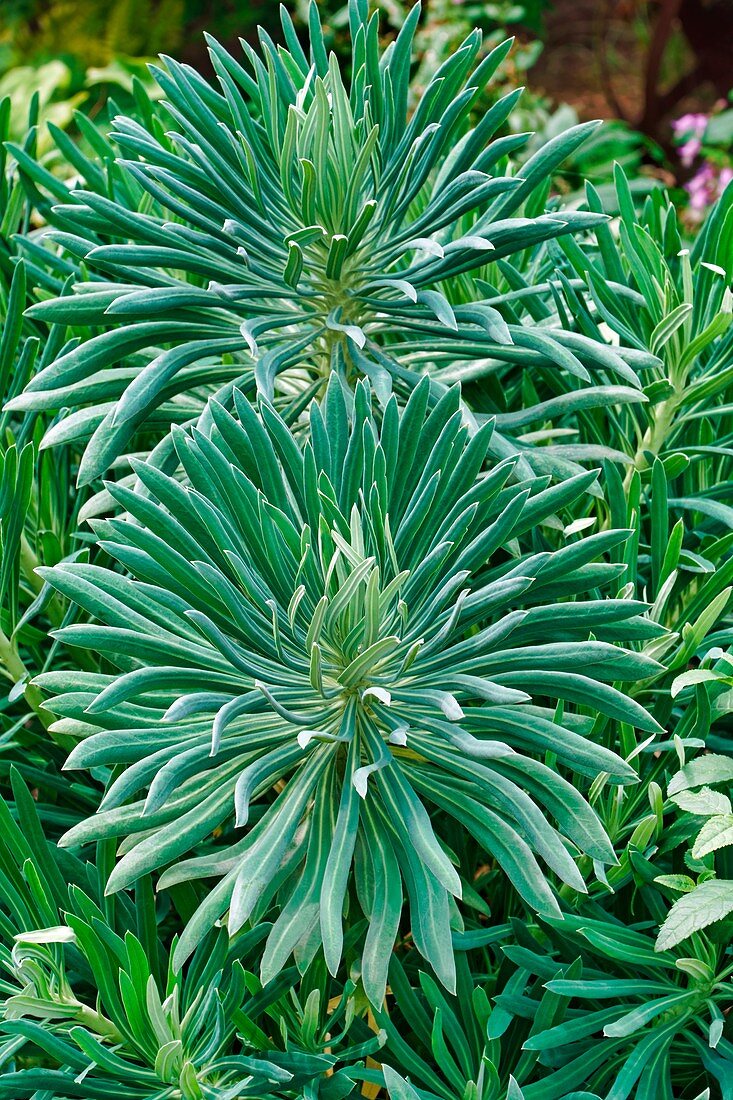 Mediterranean spurge plants (Euphorbia characias wulfenii)