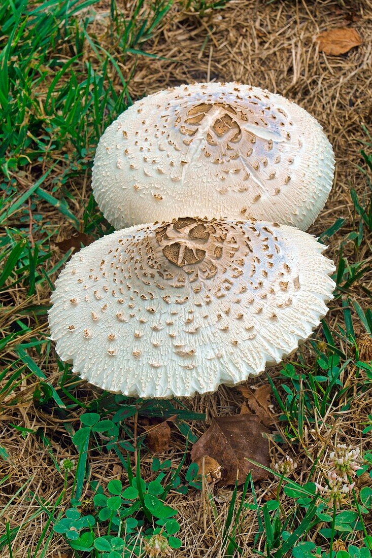 False parasol mushrooms