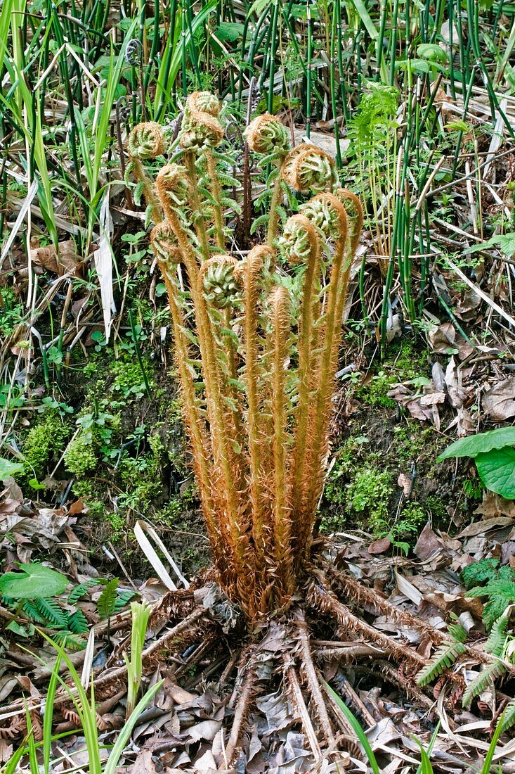 Young thick stemmed wood fern (Dryopteris crassirhizoma)