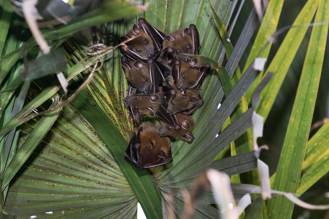 Short-nosed fruit bats