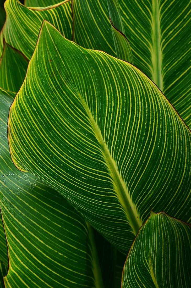 Indian shot (Canna indica) leaves