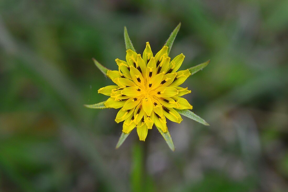 Goatsbeard (Tragopogon pratensis) flower