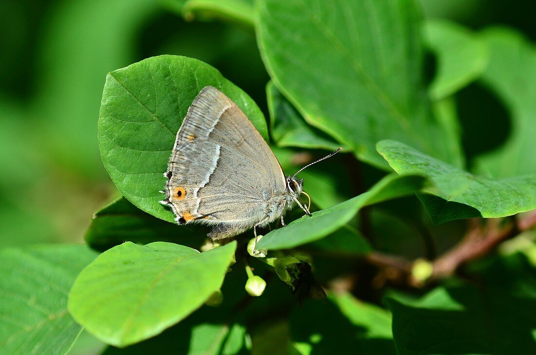 Purple hairstreak butterfly