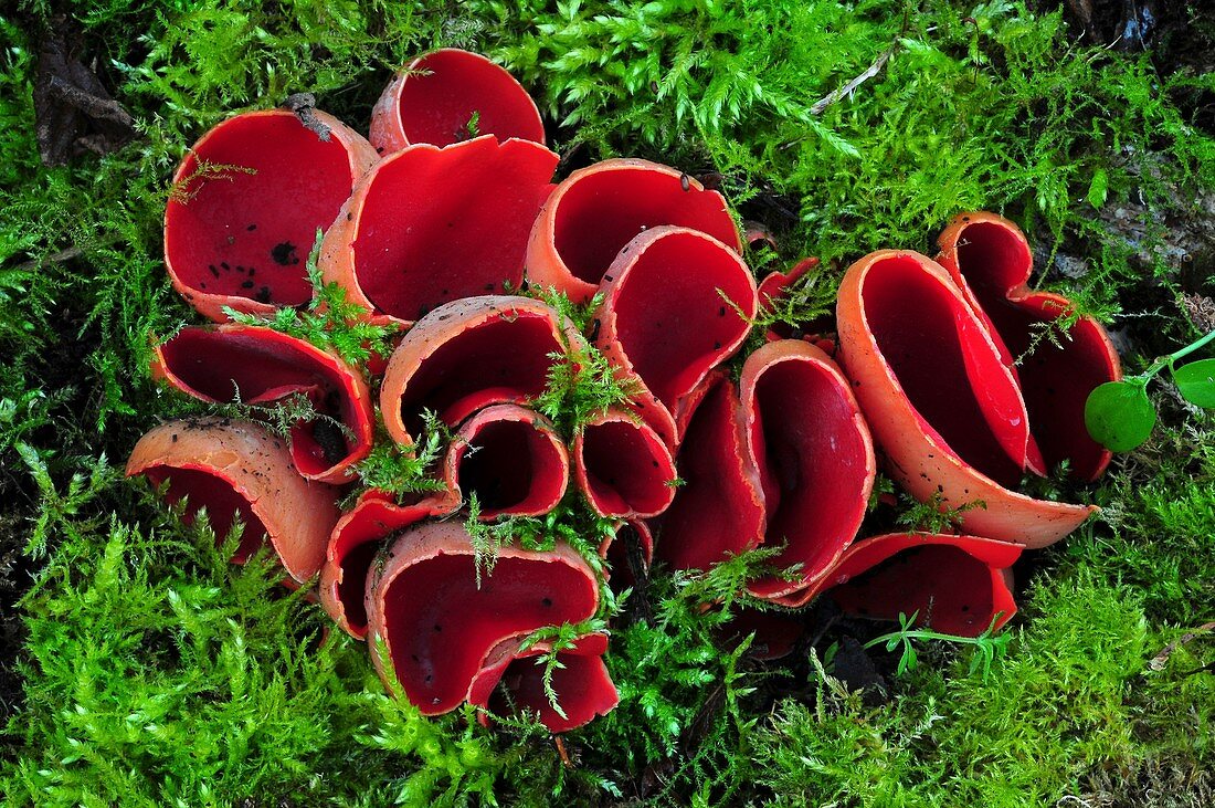 Scarlet elf cup fungus