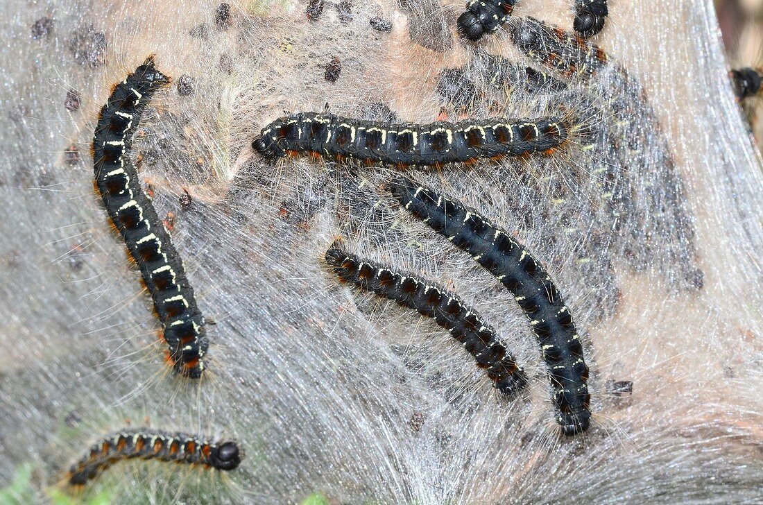 Small eggar caterpillars