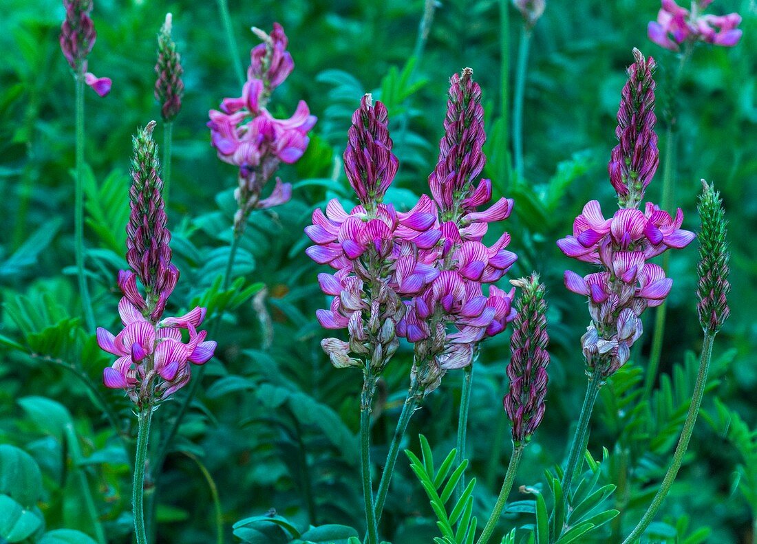 Common ainfoin (Onobrychis viciifolia) flowers