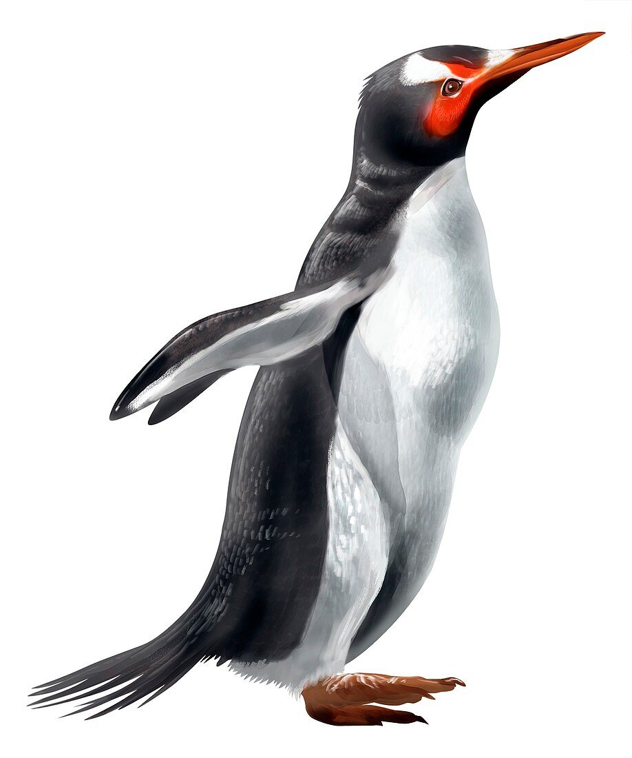 Delphinornis larseni, extinct penguin, illustration