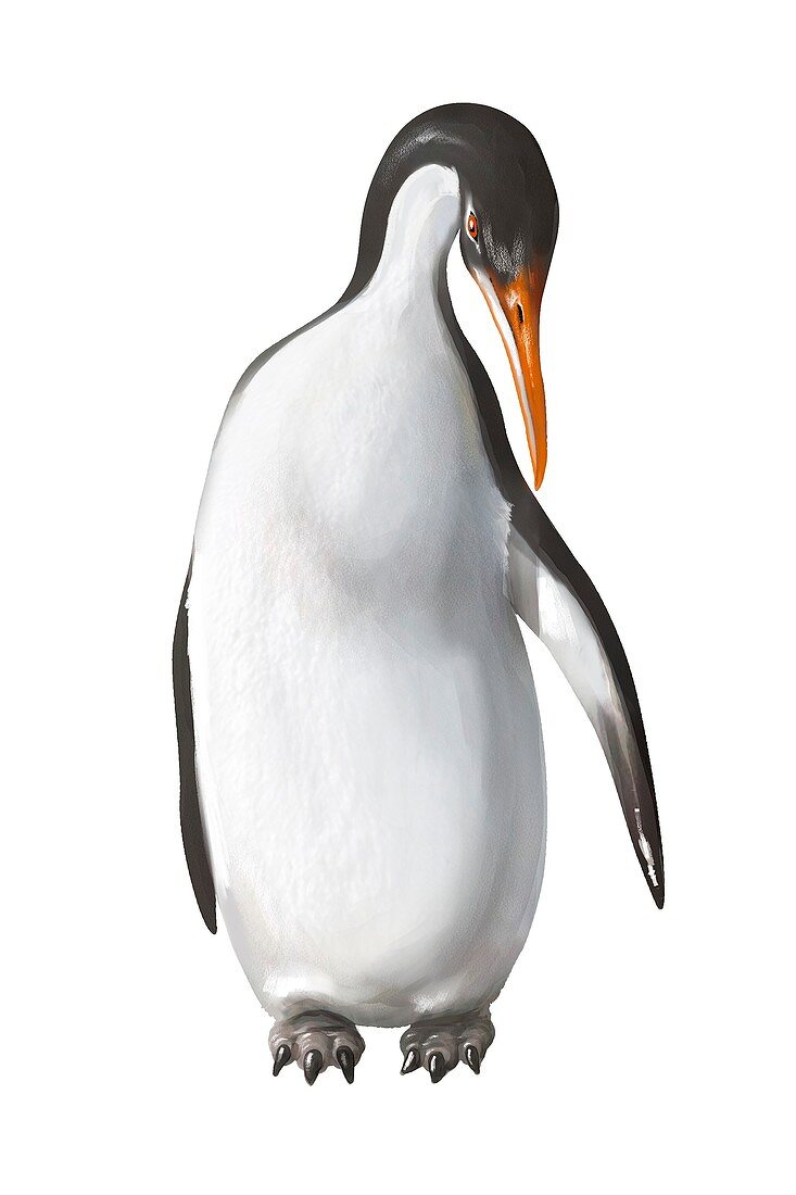 Palaeeudyptes gunnari, extinct penguin, illustration