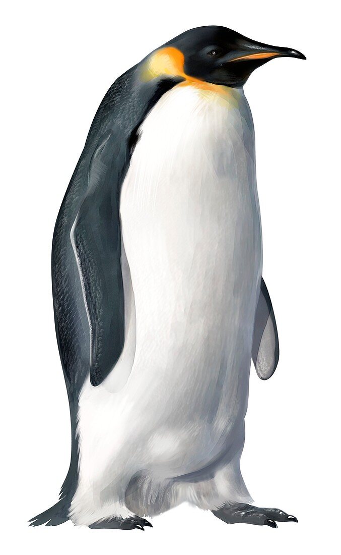 Emperor penguin, illustration