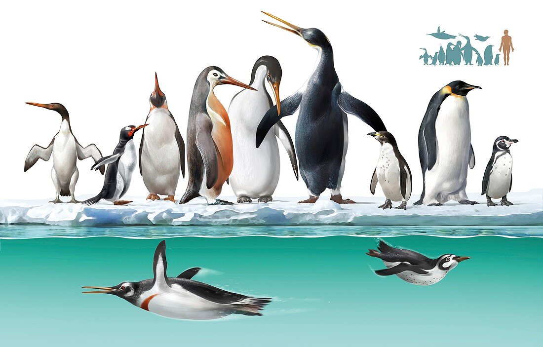Extinct and living penguins, illustration