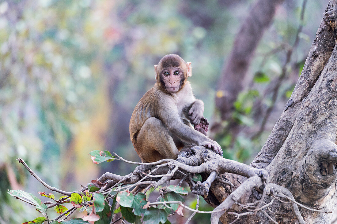 Rhesus monkey