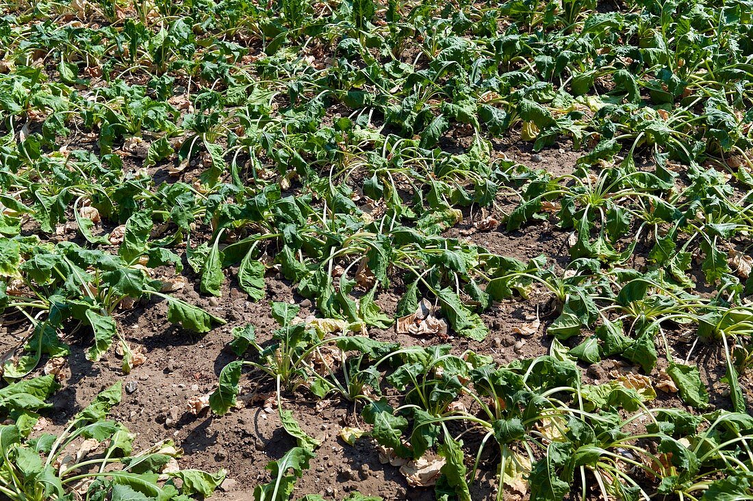 Sugar beet crop wilting due to drought