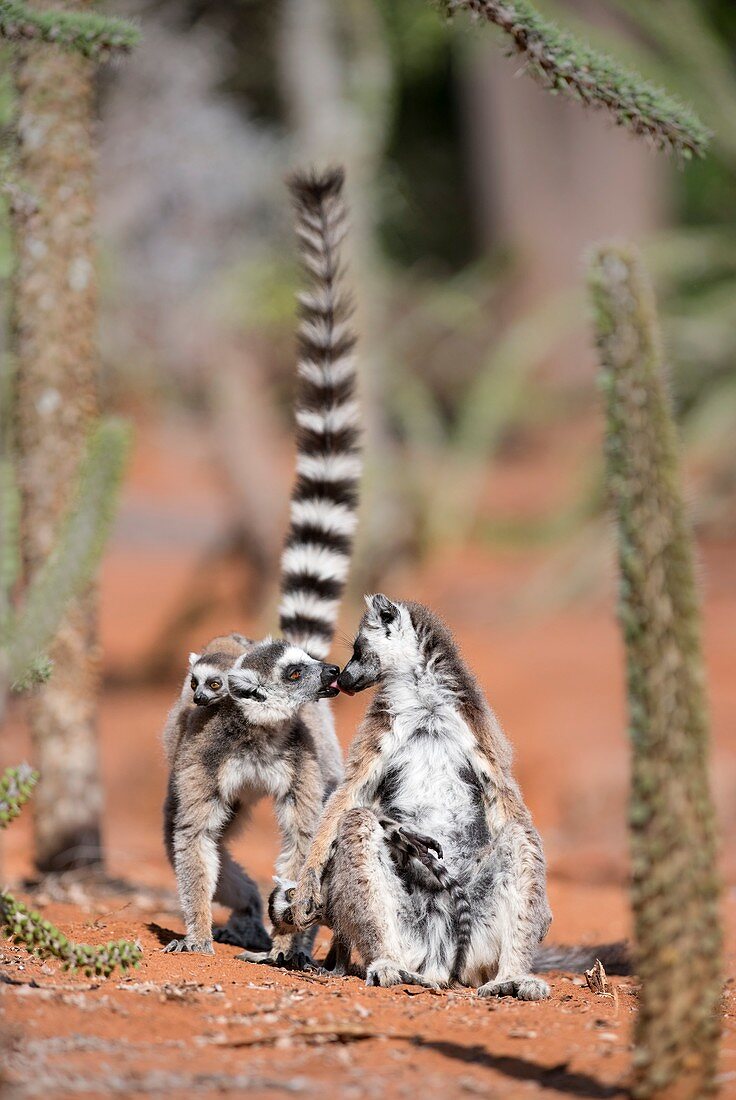 Female ring-tailed lemurs kissing