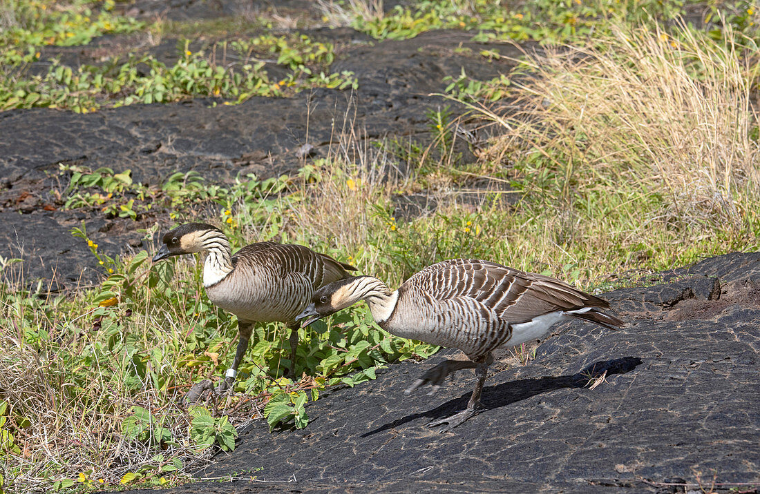 Hawaiian geese