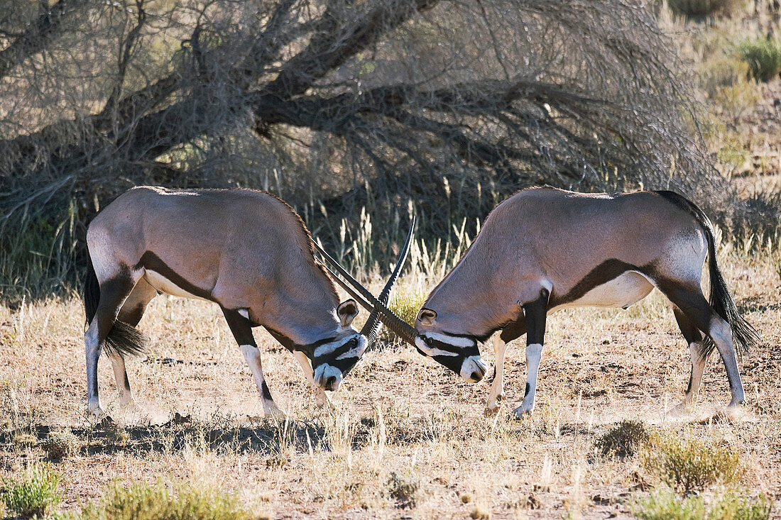 Gemsbok locking horns