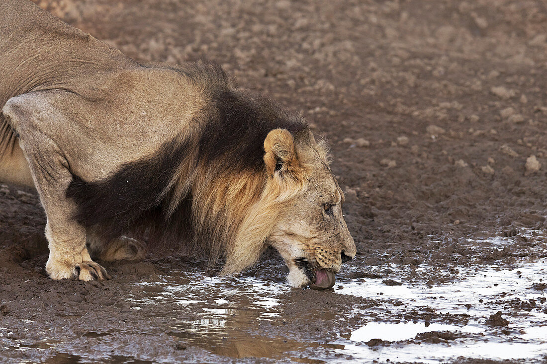 Male lion at a water hole