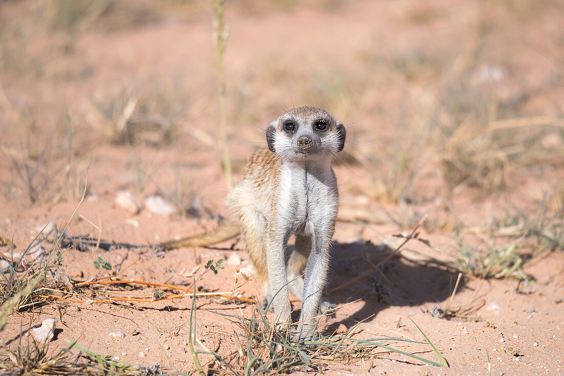 Meerkat feeding on the ground