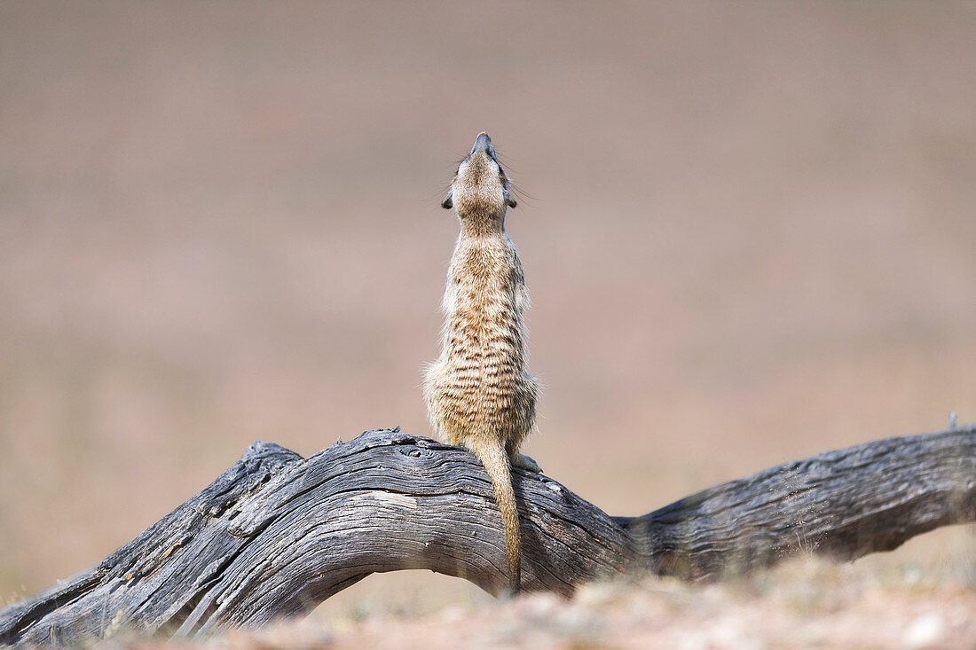 Meerkat looking upwards