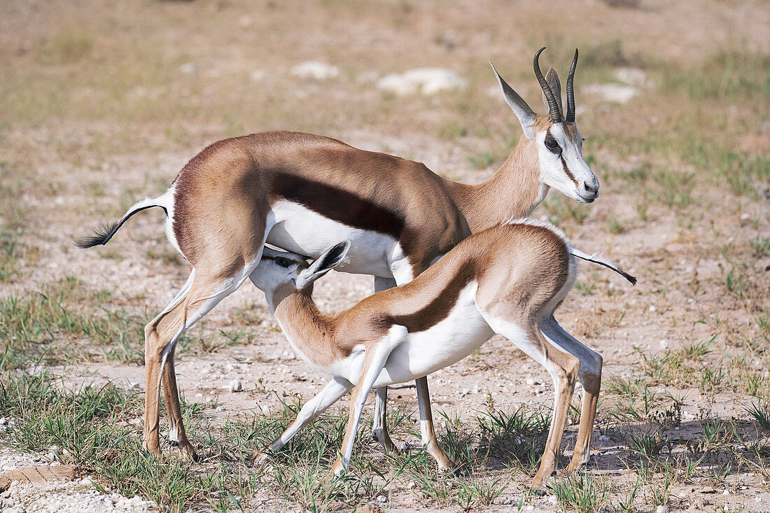 Springbok mother and calf