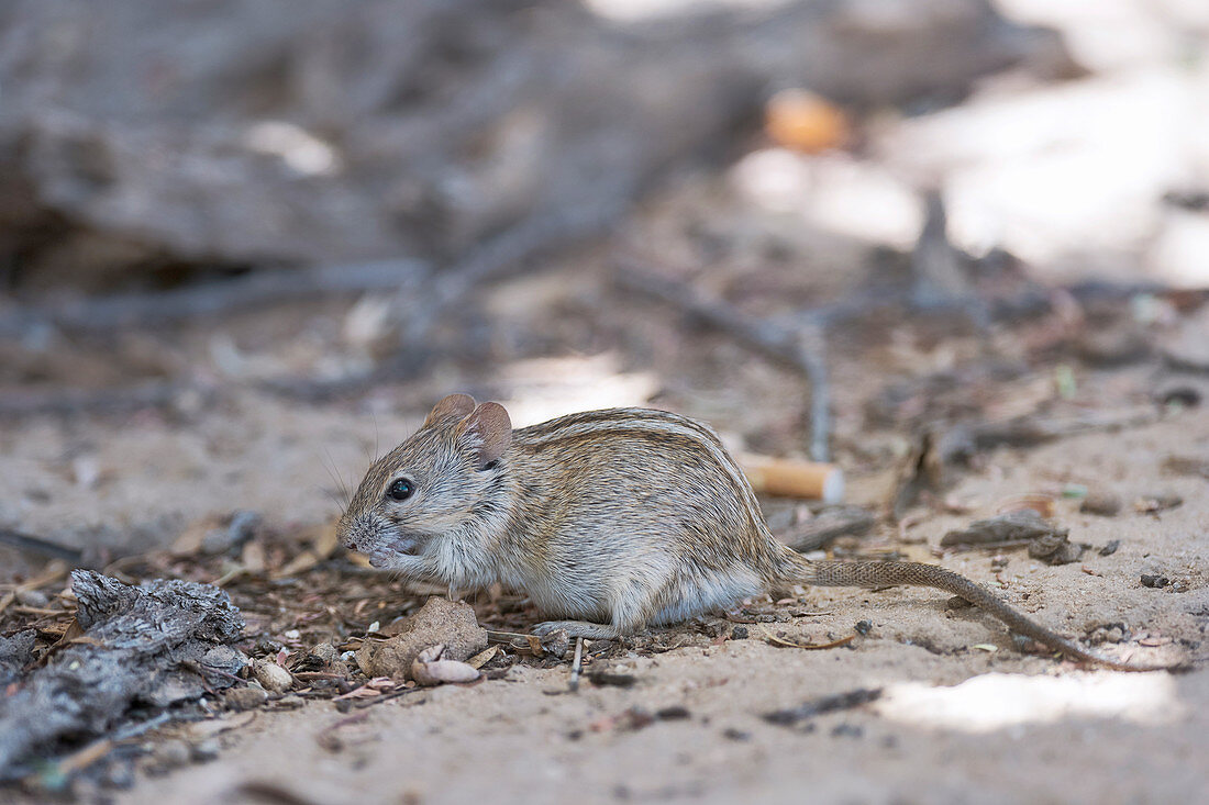 South African striped mouse feeding