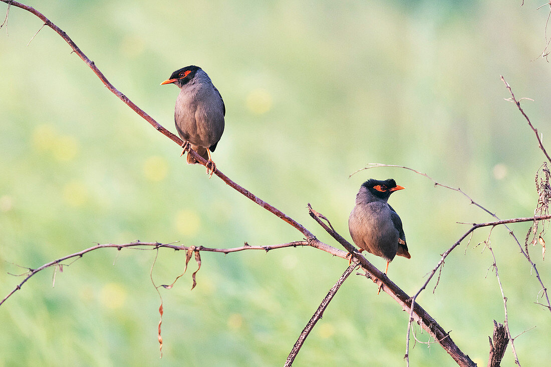 Bank mynas, India