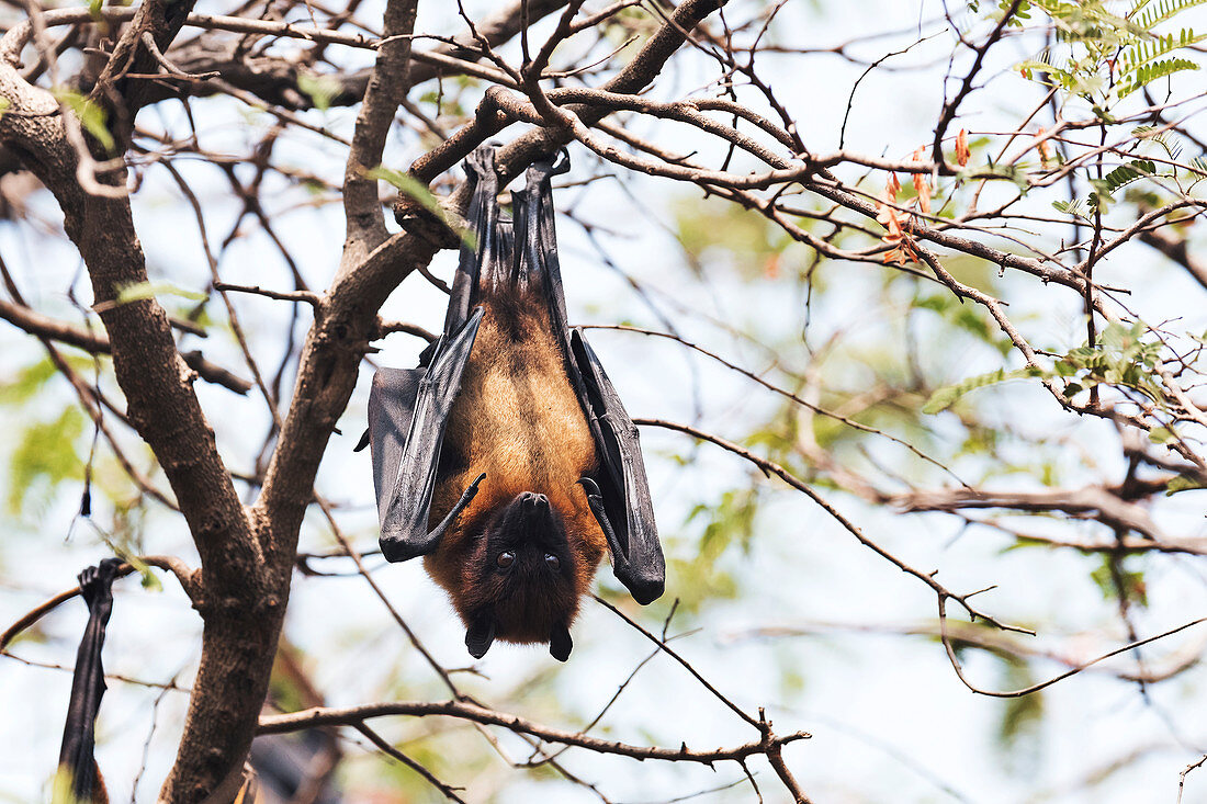 Fruit bats, India