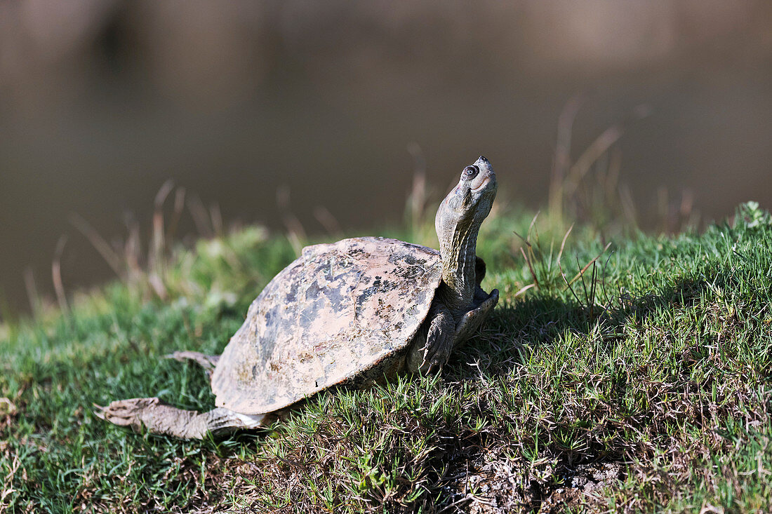 Indian tent turtle, India