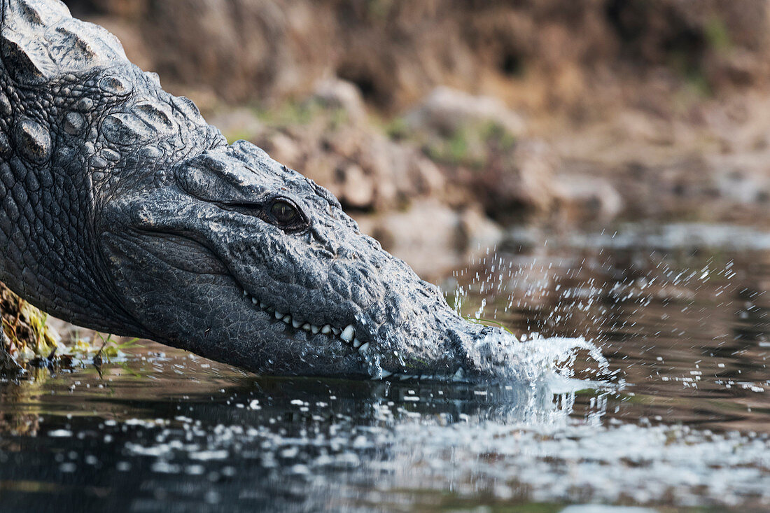 Marsh crocodile, India