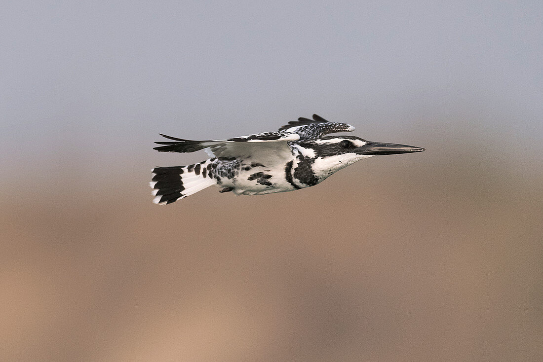 Pied kingfisher, India