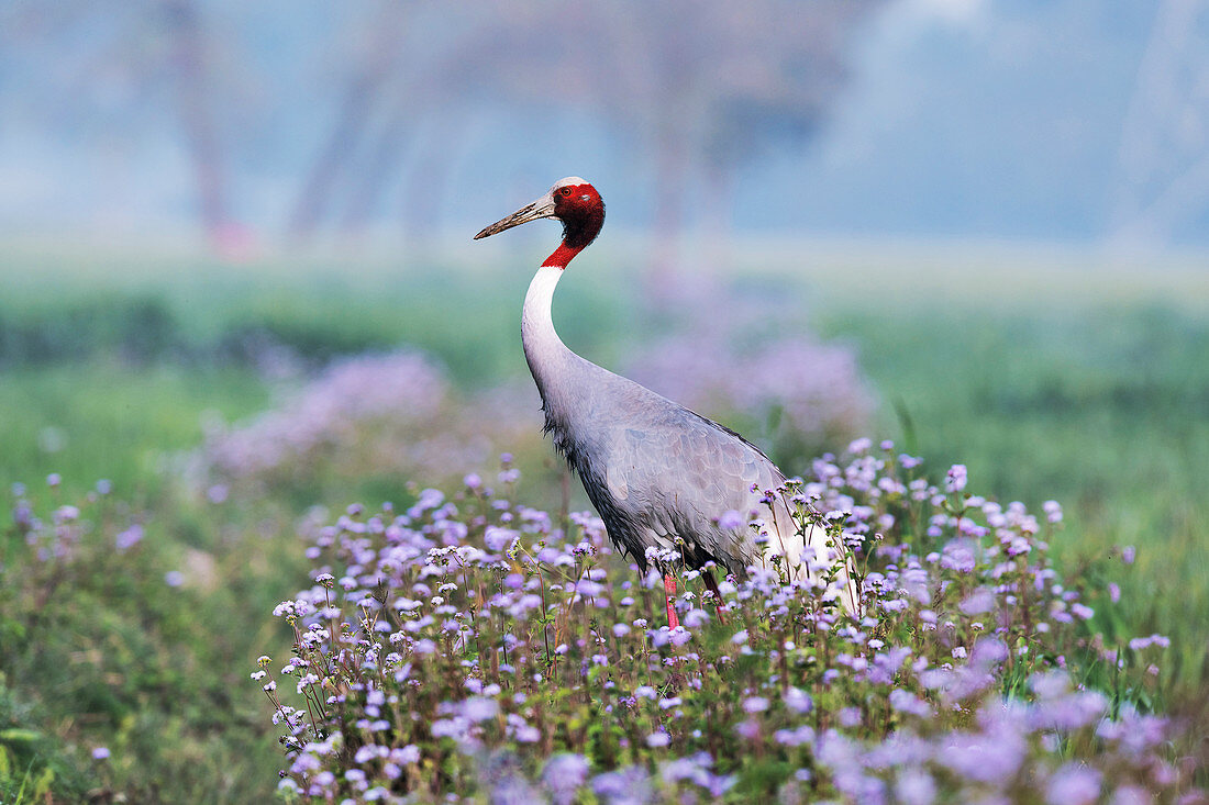 Sarus crane, India