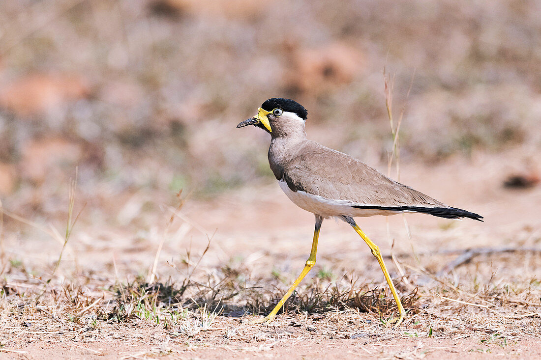 Yellow-wattled lapwing, India