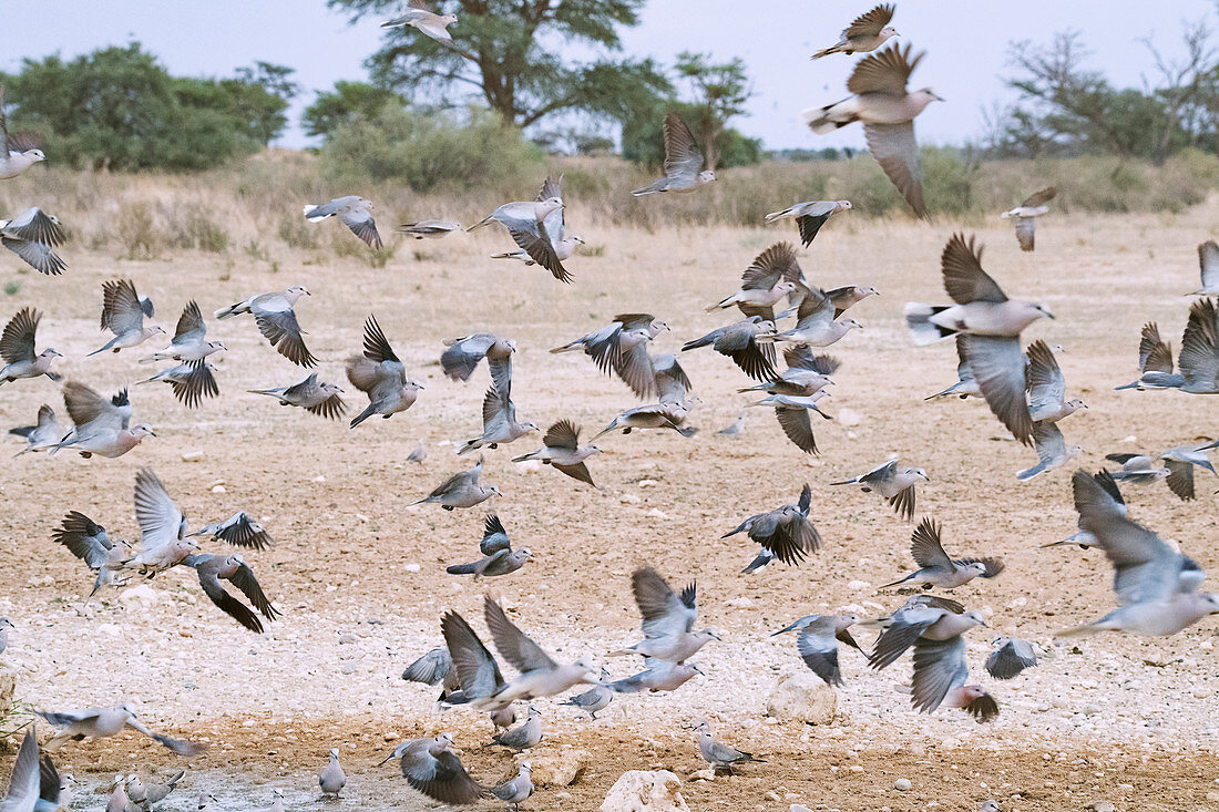 Cape turtle doves