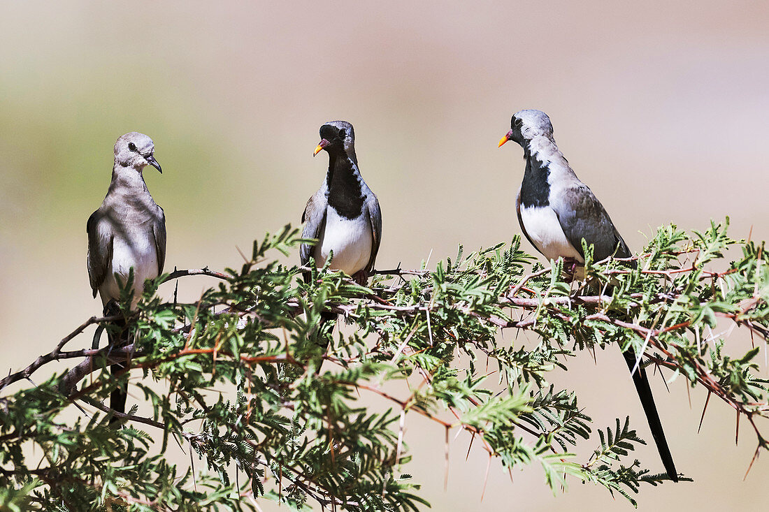 Namaqua dove female and males