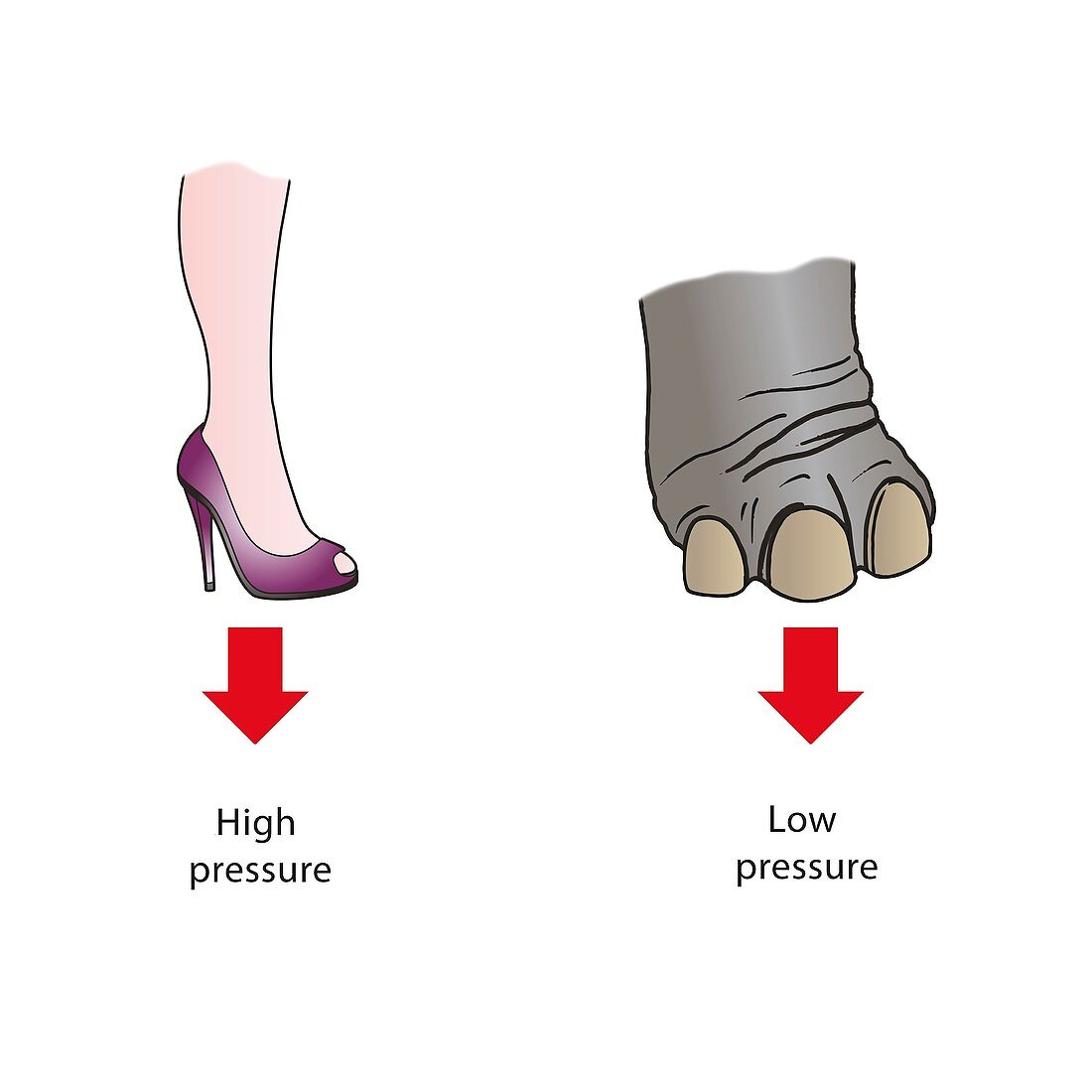 Pressure exerted by stiletto heel and elephant's foot, illus