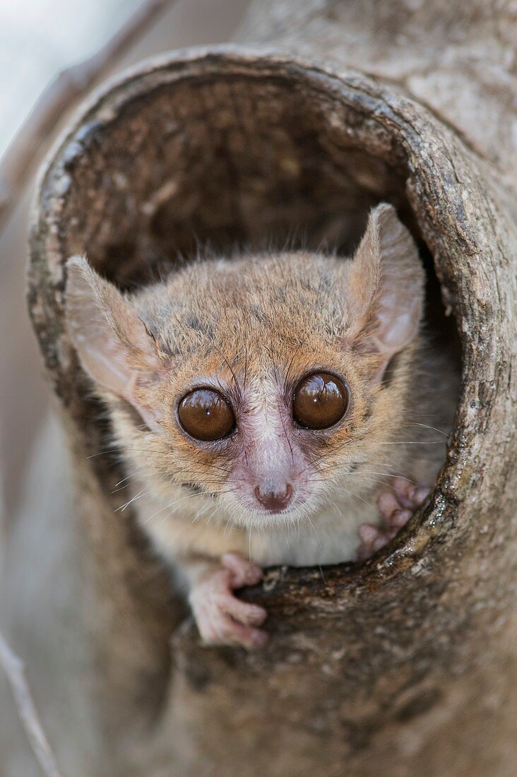 Gray Mouse lemur peering from its hole