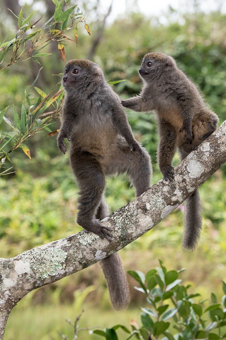 Gray bamboo lemurs foraging for bamboo