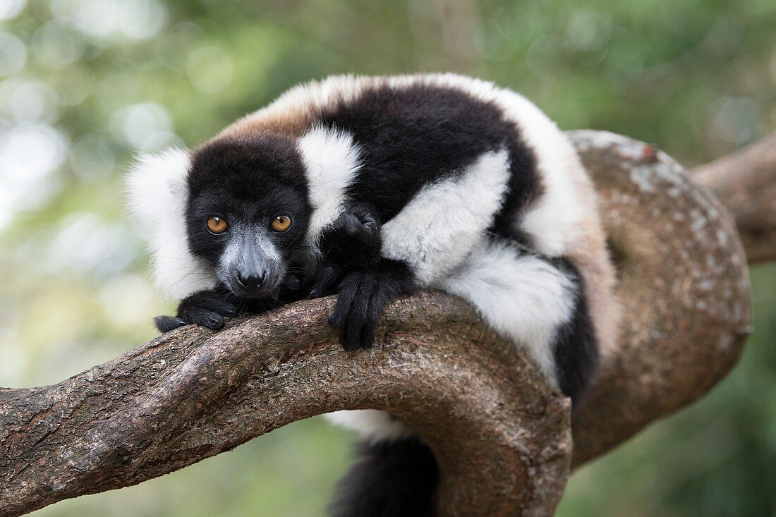 Black and White Ruffed lemur