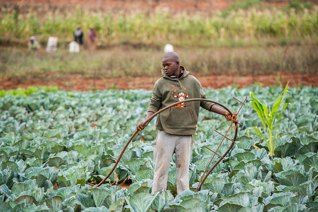 Young man irrigating cabbage patch, Swaziland