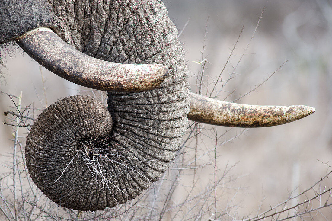 African elephant trunk and tusks, Hlane Park, Swaziland