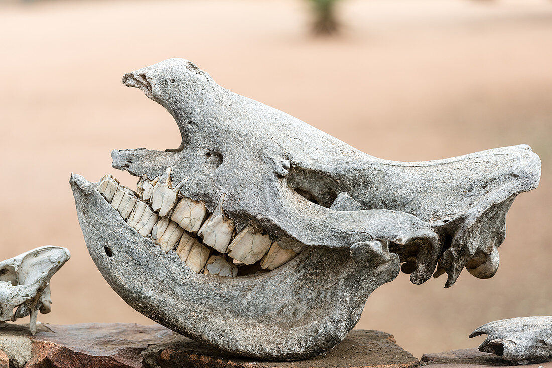 Rhinoceros skull, Hlane Royal Game Preserve, Swaziland