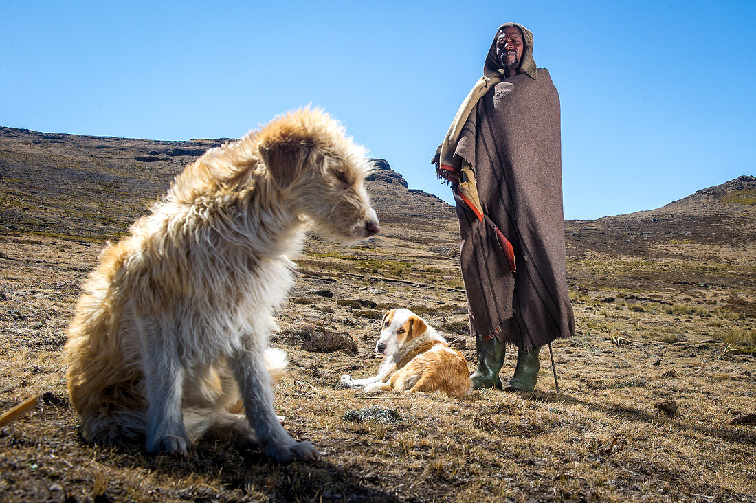 Shepherd with his dogs, Lesotho