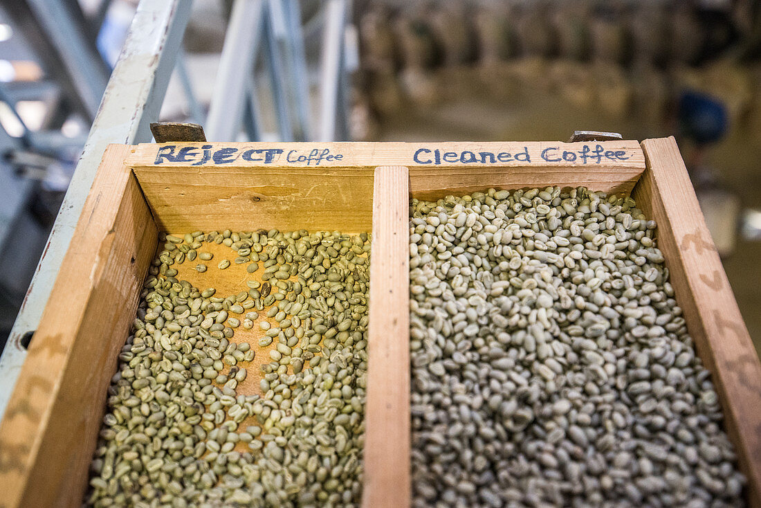 Arabica coffee bean quality control, Addis Ababa, Ethiopia