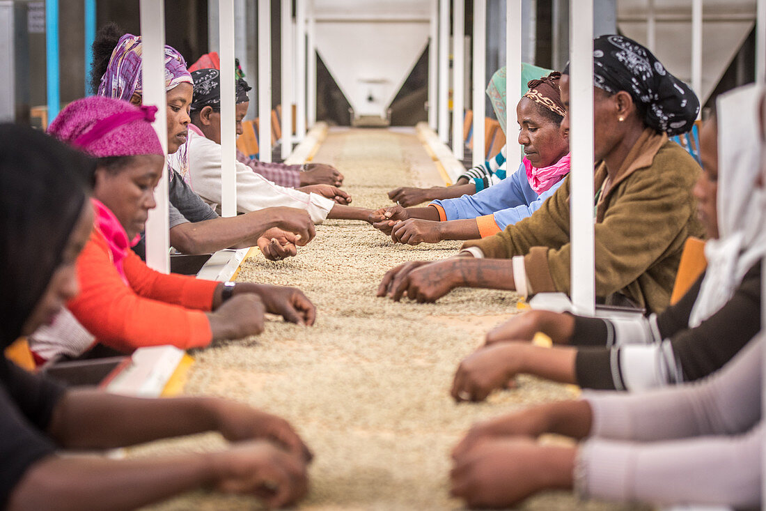 Workers sorting arabica coffee beans, Addis Ababa, Ethiopia